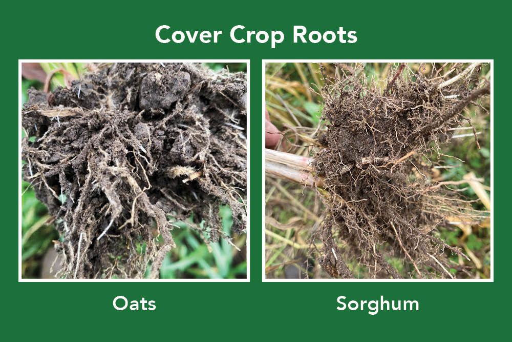 Cover_crops_HLH_Oats_and_Sorghum_roots_1000_px.jpg