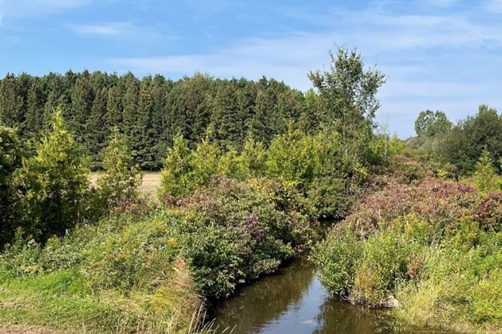 A photo of buffer in Maitland watersheds.