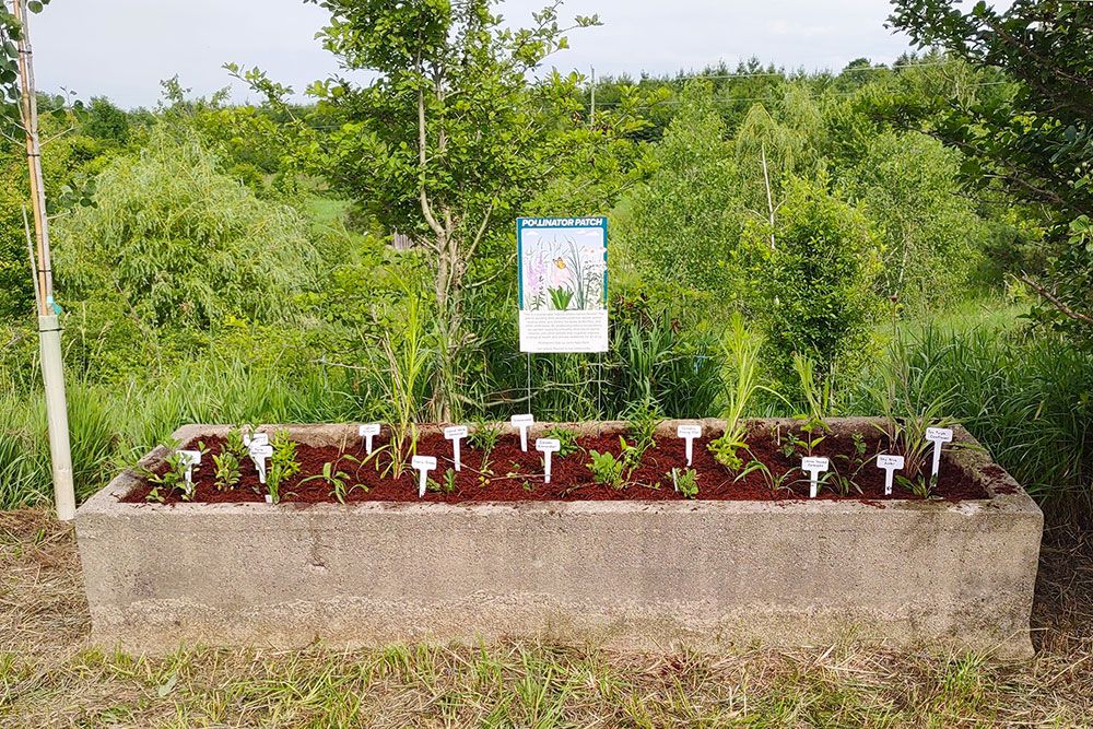 A photo of the new pollinator garden at McLarty Education Centre.